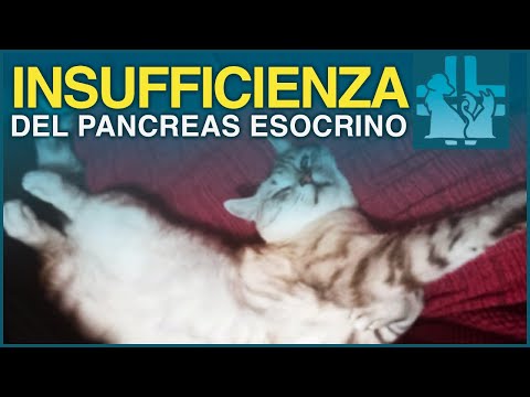 Insufficienza del pancreas esocrino nel cane e nel gatto