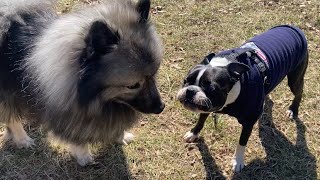 My Dog Begs His Brother To Play! 😂😂😂 by Kumo and Sully 158 views 1 month ago 52 seconds