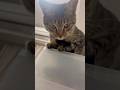 猫のいる生活　112日目　保護した猫が可愛い🐈　上から何かを狙う猫🐈　 #子猫 #cat #ねこ #cute #猫好きさんと繋がりたい#猫#可愛い#ペット#保護猫