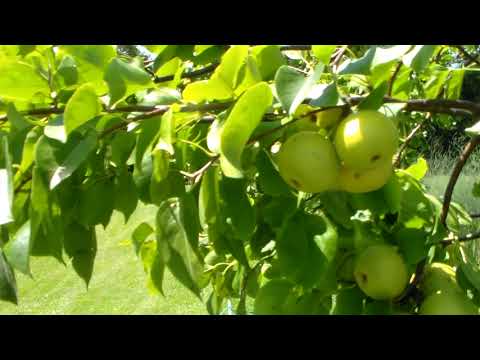 Video: Ano Ang Chojuro Asian Pear – Alamin ang Tungkol sa Pagpapalaki ng Chojuro Asian Pear Trees