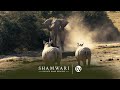 The Mighty Elephant: A Wildlife Documentary