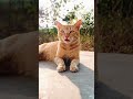 Cat Meowing 🐈‍⬛ #cat #cutecat #kitten #cute #shorts #shotfeed #viral #trending #ytshorts #catshorts