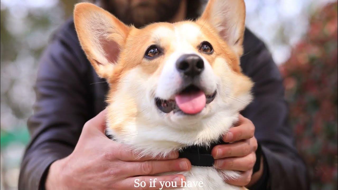 B800 Bark control collar for dog YouTube