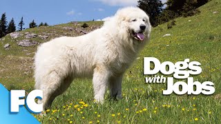 Dogs With Jobs | S2E01 | Gracie, Tiger & Klondike | Full Animal Documentary TV Show | FC