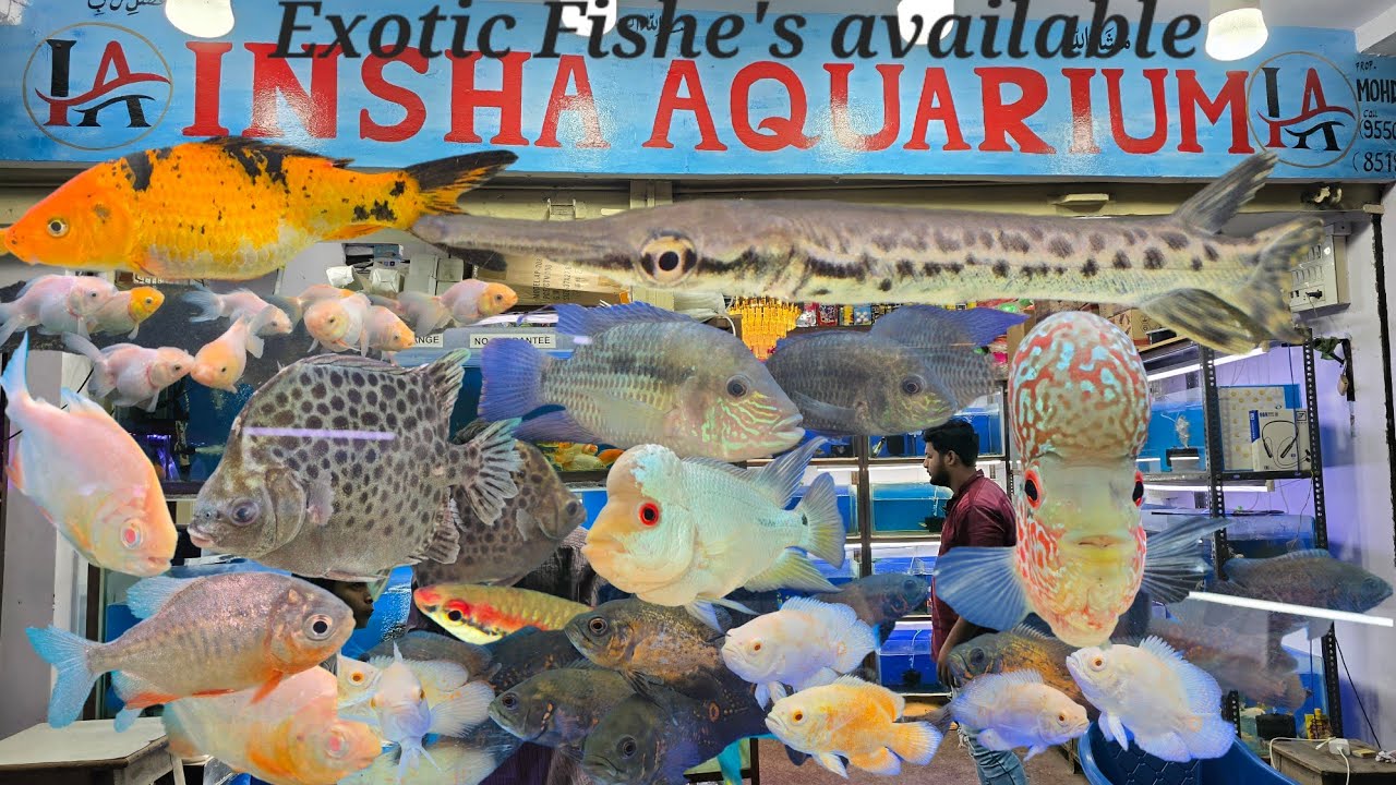 Insha Aquarium shop in Hyderabad | exotic Fishe's | Soft Fishe's | All Fishe's setup at a 1 Store