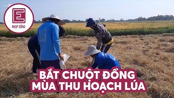 Nhịp sống | Bắt chuột đồng mùa thu hoạch lúa | VnExpress