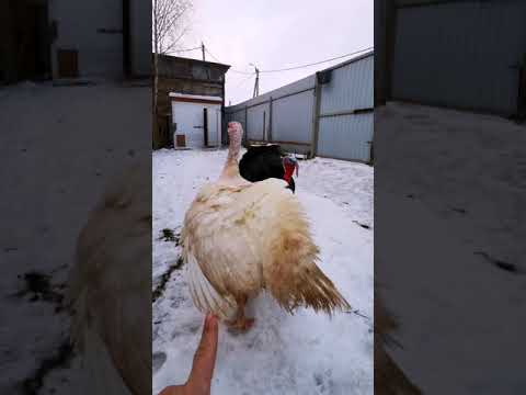 Знакомство с женихом.