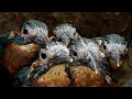 Kingfishers Brilliant Feathers Grow Through | 4K | Discover Wildlife | Robert E Fuller