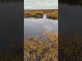 should be #fishing #alaska #cool #cute #animals #fish #river #nature #naturelovers #water #creek #i