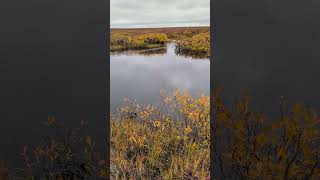 should be #fishing #alaska #cool #cute #animals #fish #river #nature #naturelovers #water #creek #i