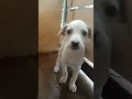 Puppy #shorts #shortvideo #song #tamil #shortsvideo #subscribe