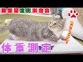 12匹の猫たちの体重測定日　2020.8.1 みゃうの猫日記(説明欄に時間有)  【Miaou みゃう】