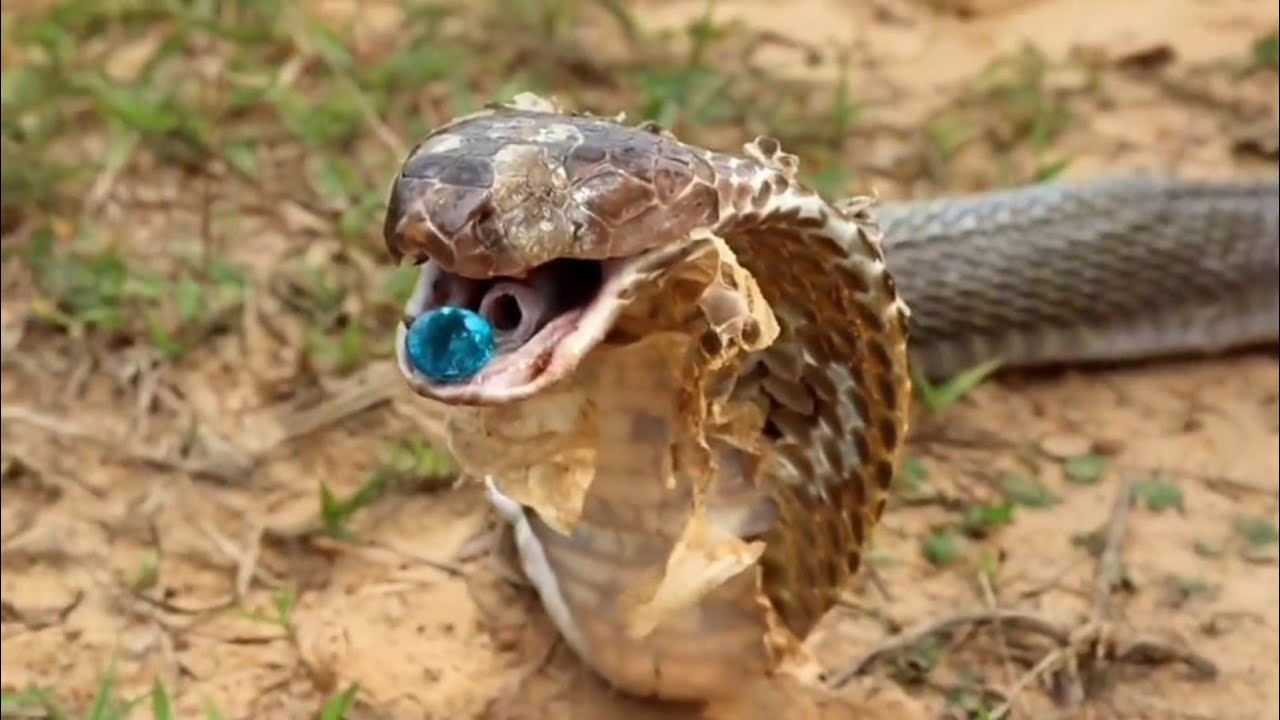 King Cobra pearl Cobra Stone Nagamani King Cobra Snake pearl SM