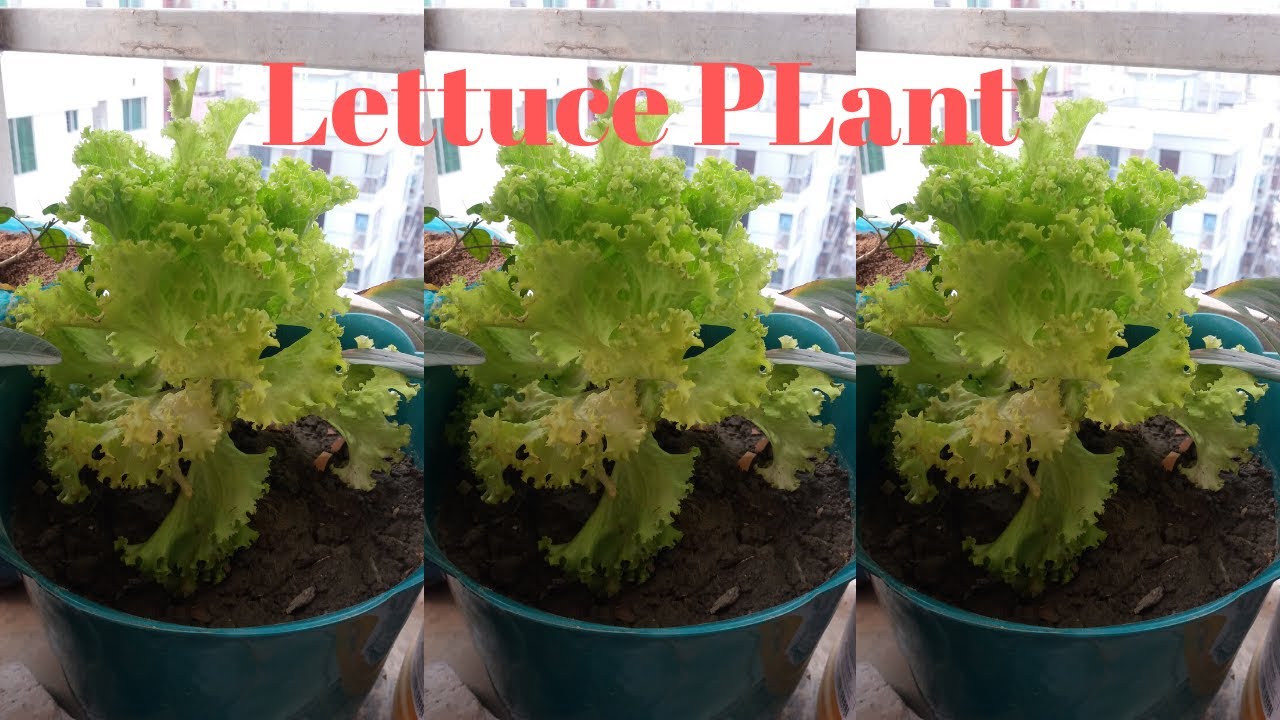 Re potting Lettuce Plant YouTube