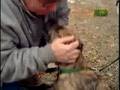 Breed All About It - Border Terrier の動画、YouTube動画。