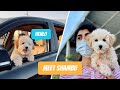 HE&#39;S THE CUTEST PUPPY!  MALAYALAM | TOY POODLE