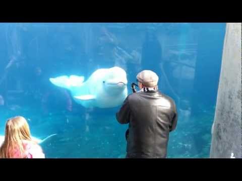 Video Dancing beluga!