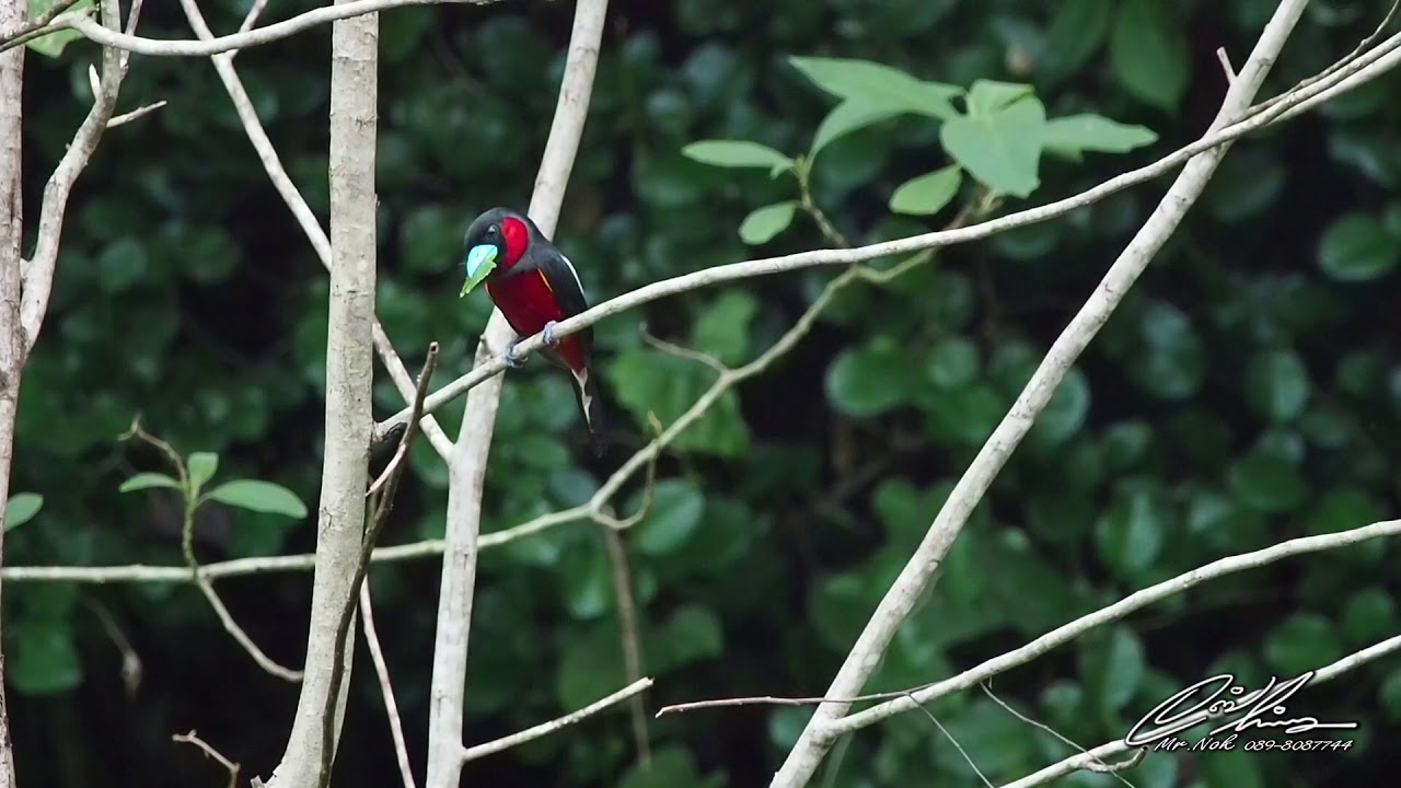 พาดูนกพญาปากกว้างท้องแดงBlack-and-red Broadbill 