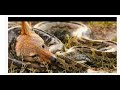 Python Vs Badger Vs Jackal
