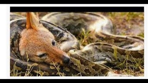 Python Vs Badger Vs Jackal