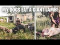 MY DOGS EAT A GIANT LAMB!