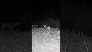 THE WRONG WAY TO PLANT DEER FOOD PLOTS