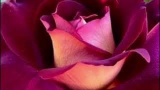 يسرا محنوش ياجبل