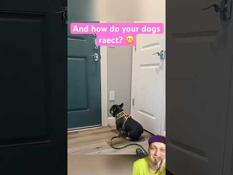 And how do your dogs react? 😄 #funny #funnydogs #funnydogsvideos #dog #reactingtoanimals #fyp