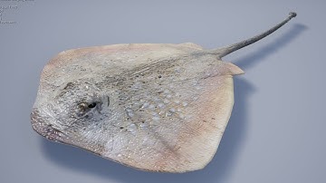 Medhue StingRay for sale in Unreal Engine!!