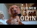 OUR VIZSLA PUPPY - ODIN の動画、YouTube動画。