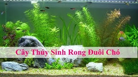 Rong Đuôi Chó:  Cách nhân giống và chăm sóc