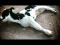 No Mercy - Calf Farm Cruelty Exposed