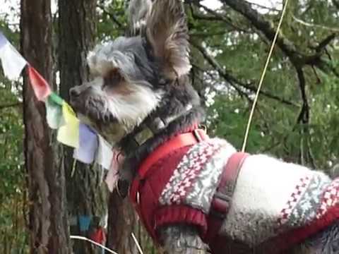 Little Yorkie visits Buddhist Temples on Salt Spring Island