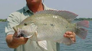 #صيد البلطي بالريم من ترعه الاسماعيليه تحت كوبري عبود Tilapia fish#