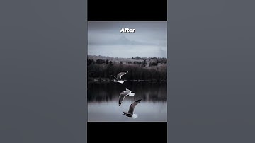 This "Before & After" Transformation is Unbelievable!🦅 #seagulls #birds #seagull #nature #bird #sea