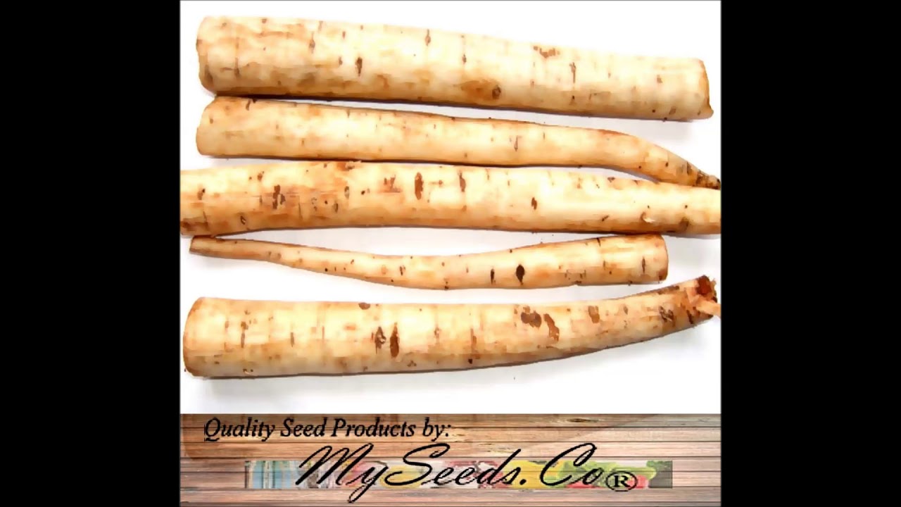 Horseradish Root Vigorous Grower High Vitamin C content in as little as 100 grams 48