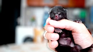 Abandoned Newborn Kitten Survives Against All Odds  Part 2