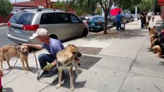 Westside German Shepherd Rescue