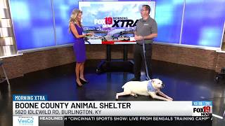Find your next pet at Boone County Animal Shelter