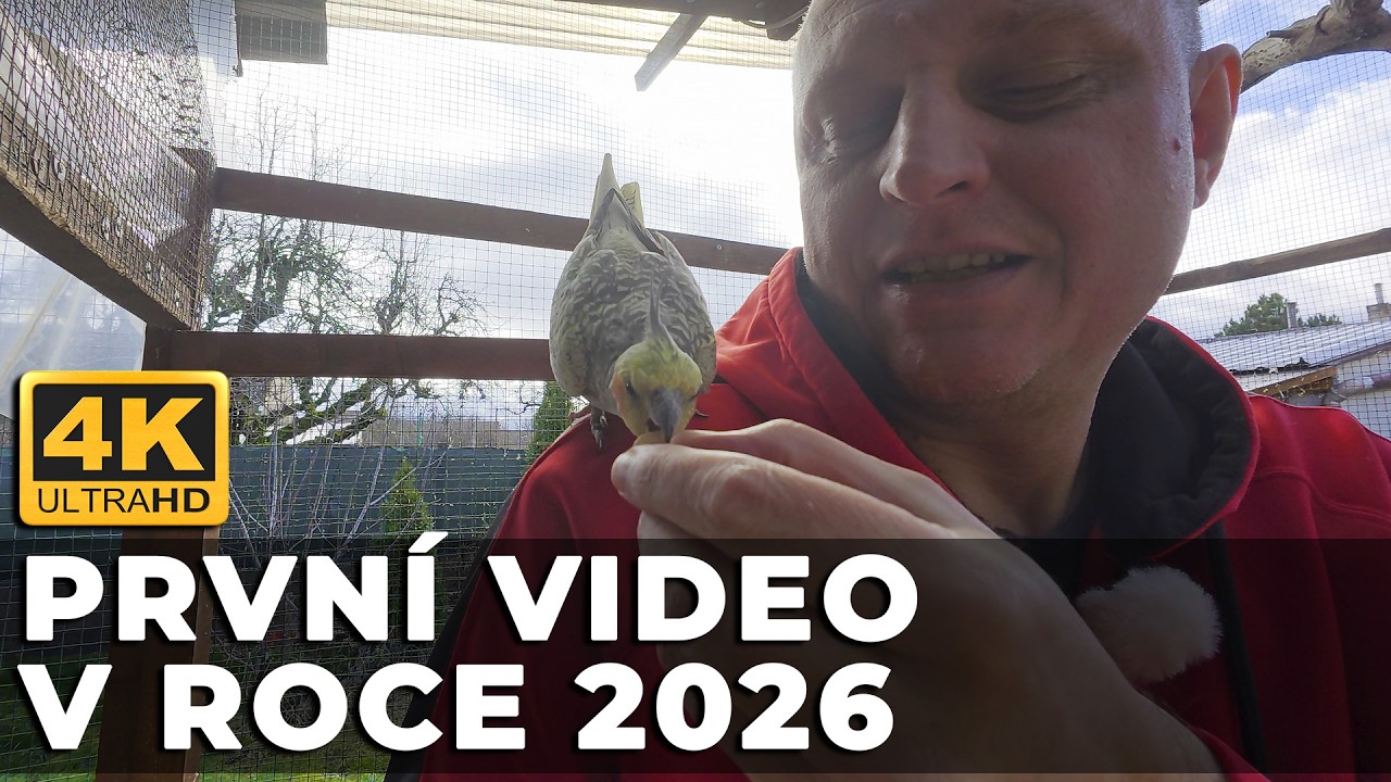 🔴[4K ] Vítejte v roce 2026! 🐾 #KorelaChocholatá │KorelyEu