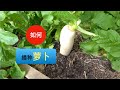 如何播种萝卜(第25期) How to sow daikon(Ep25)