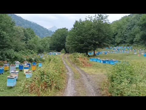 Bal arısı, arılar dağda, cökə balı Balaken daglari, nature