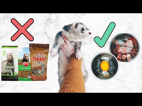 Video: How To Feed Your Ferret At Home