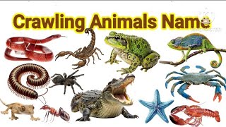 Crawling Animals for Kids | Learn Reptiles &Insects with Pictures  & Sound 