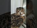 今日のジュニ君🦉