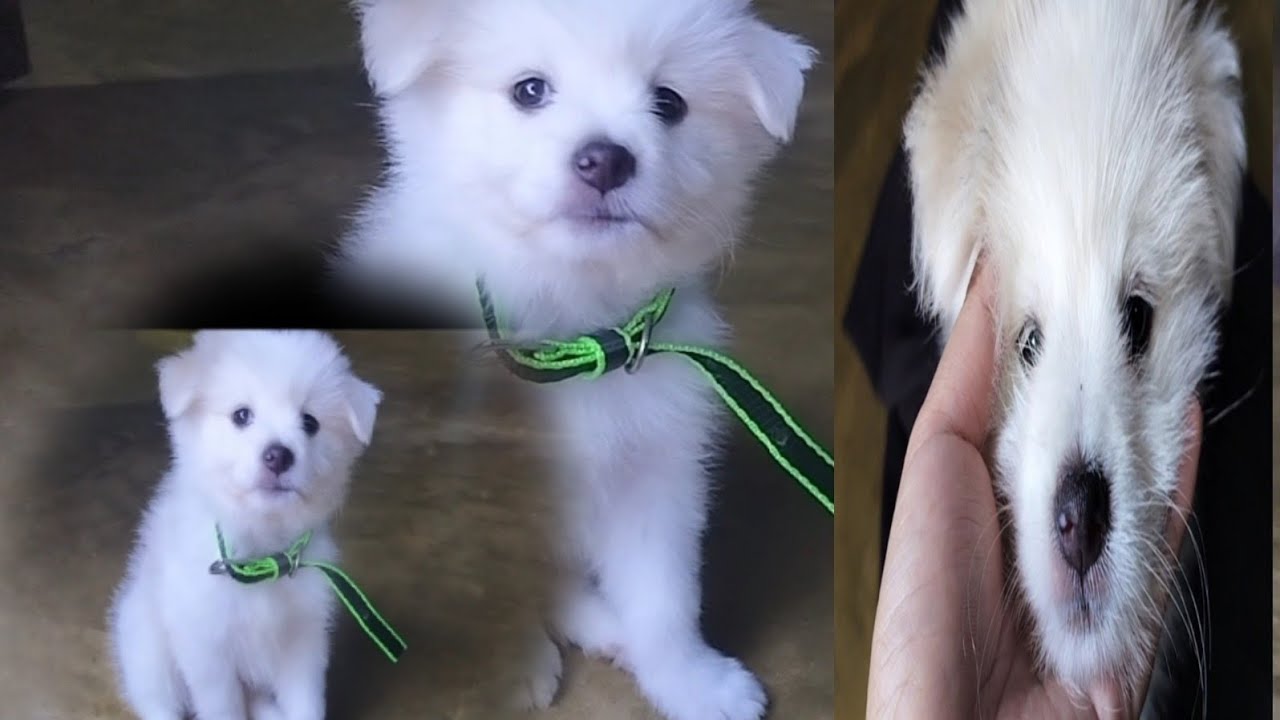 Cute Little puppy first day at home 🏠|| LEO || 2months old || - YouTube