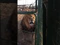 Angry lion visited farm and found angry lion he scared me