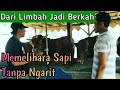 Memelihara Sapi Tanpa Ngarit || Dari Limbah Jadi Berkah, Kandang Sapi Pak Yayan