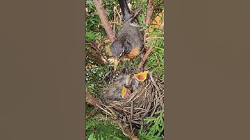 American Robin Nest | Journey from Building Nest to Chirping Nestlings