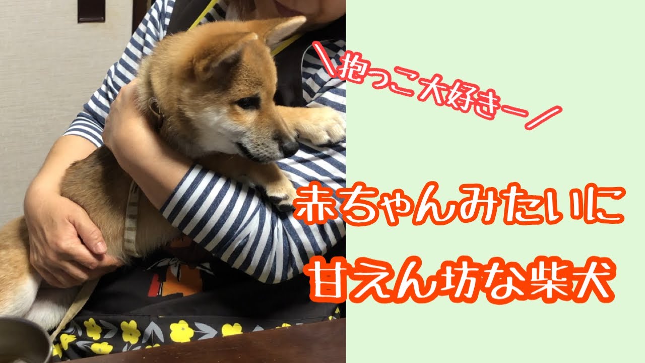 赤ちゃんみたいに抱っこされる柴犬 Shorts Youtube